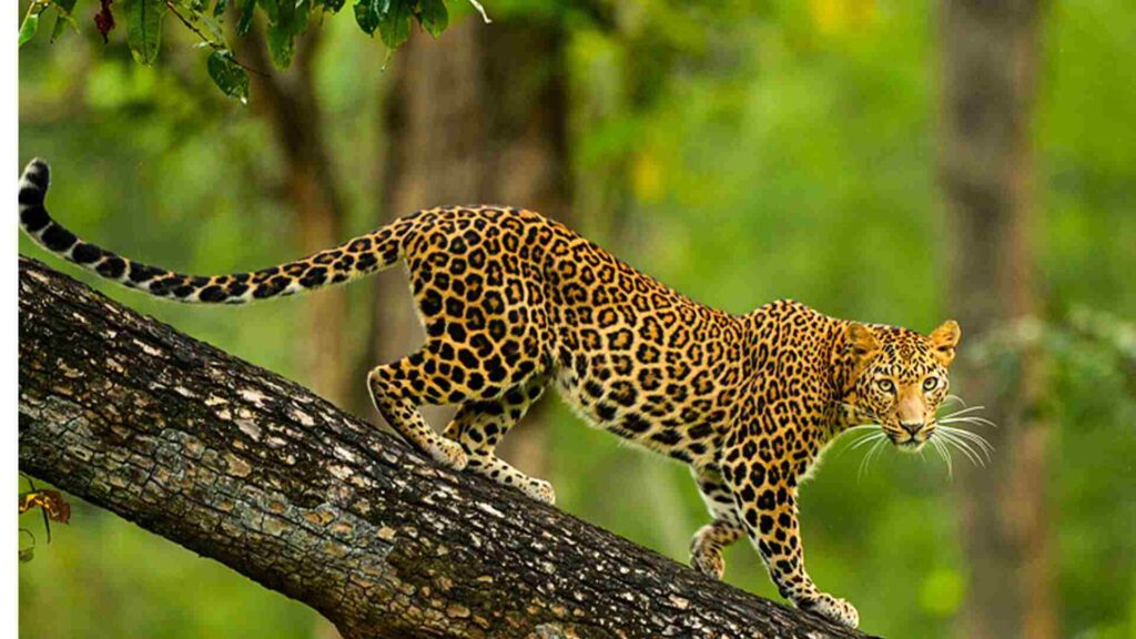 Nagarahole National Park
